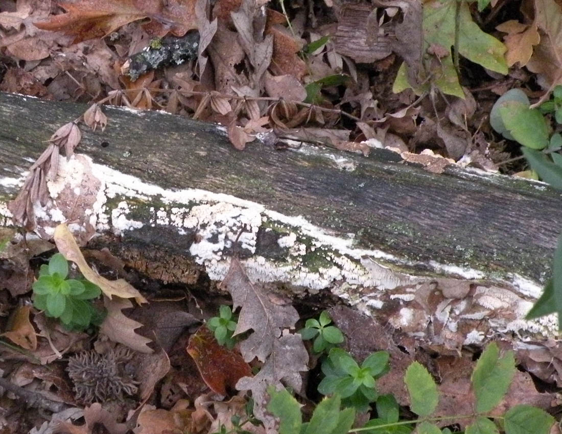 Steccherinum?